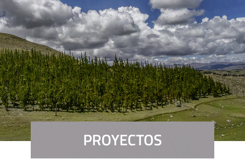 proyectos
